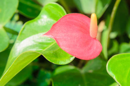 Anthurium/Flamingo flowers pink colorの写真素材