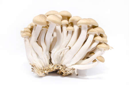fresh mushroom champignon isolated on white backgroundの写真素材