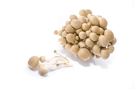 fresh mushroom champignon isolated on white backgroundの写真素材
