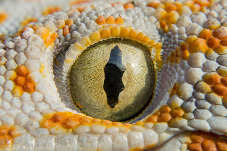 Close up Gecko of northern Thailandの写真素材