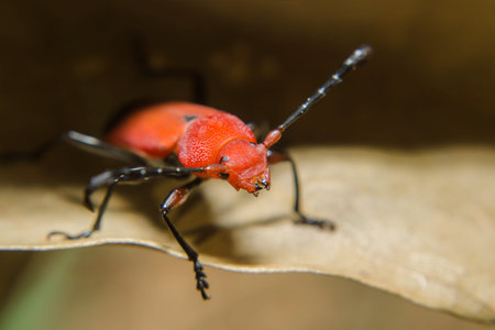 Red lily beetle