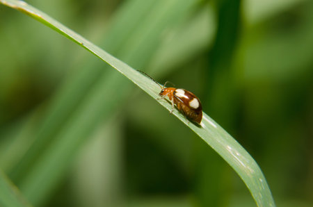 A beetle on leaf
