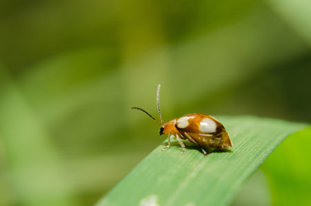 A beetle on leaf