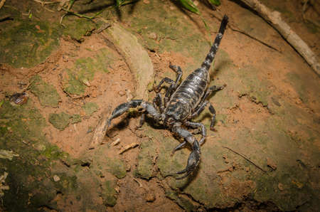 Scorpion fighting positionの写真素材