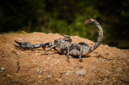 Scorpion fighting positionの写真素材