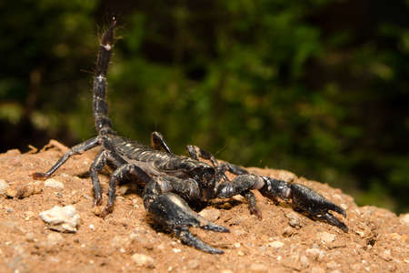 Scorpion fighting positionの写真素材