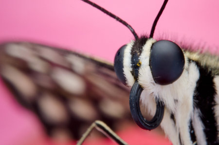 Butterfly macro Colorful background, Portrait of Night Moth Butterfly