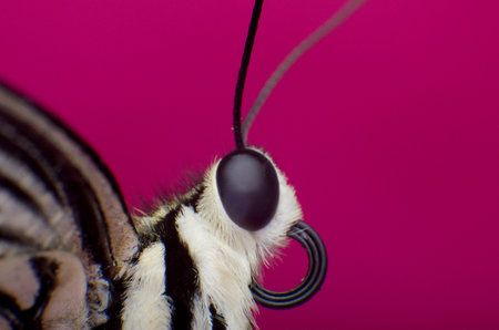 Butterfly macro Colorful background, Portrait of Night Moth Butterflyの写真素材