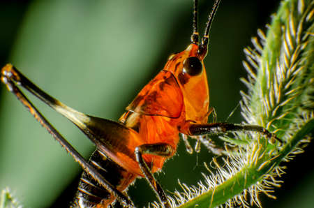 Red Grasshopper perching on a leafの写真素材