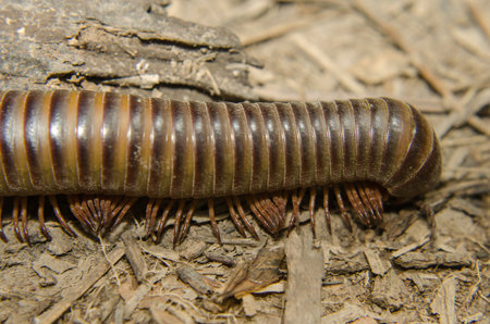 Giant millipede in the tropical jungle forest, Thailand