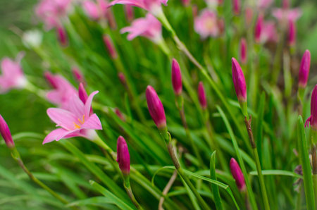 beautiful purple rain lily flower in Changmai Thailand.