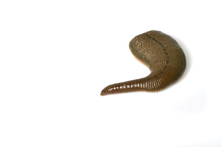Leech isolated on whiteの写真素材