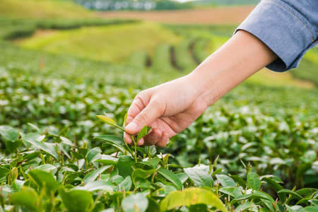 tea picking hand, Changrai Thailand.の写真素材