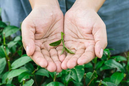Fresh tea leaves in hands over tea bush on plantation, Thailand.の写真素材