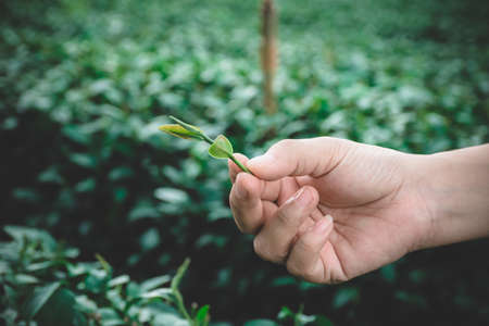 tea picking hand, Changrai Thailand.の写真素材