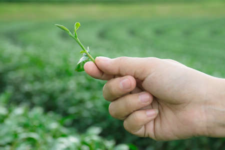 tea picking hand, Changrai Thailand.の写真素材