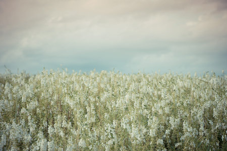 Real field and flowers at sunset, in Thailand.の写真素材