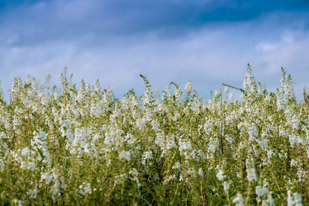 Real field and flowers at sunset, in Thailand.の写真素材