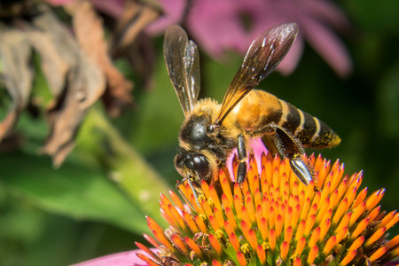 Bees at flower at work,  bee collects honey.