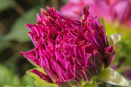 Abstract flower and beautiful petalsの写真素材