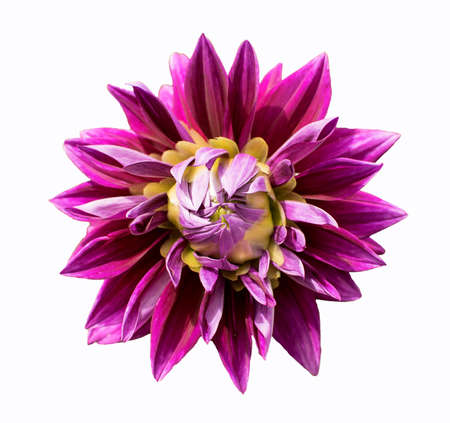 Magenta Colored Dahlia Flowers Isolated on White Background.の写真素材
