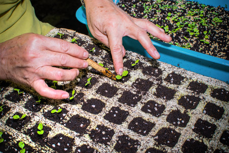 Cultivating Plant, Hands transplanting young plant. Chang Rai, Thailand