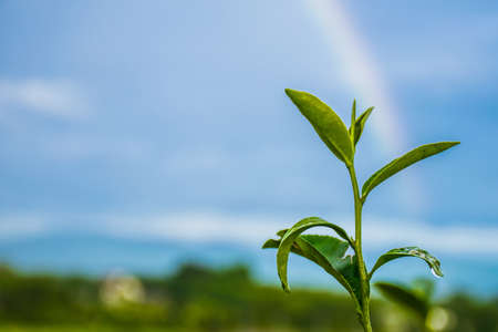 Tea Leaf with morning golden sunlight, Changrai Thailand.の写真素材