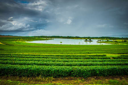 Tea plantation Cameron highlands, Thailand.の写真素材