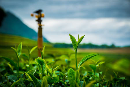 Tea Leaf with morning golden sunlight, Changrai Thailand.の写真素材