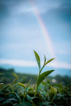 Tea Leaf with morning golden sunlight, Changrai Thailand.の写真素材
