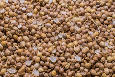 Texture of the coriander grainsの写真素材