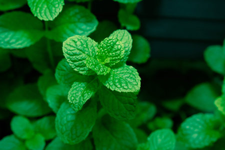 Kitchen Mint, Marsh Mint in vegetable garden