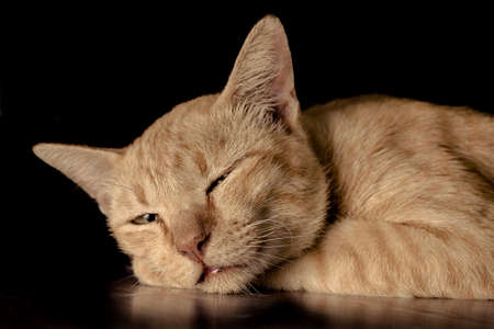 cat thai over black background.の写真素材