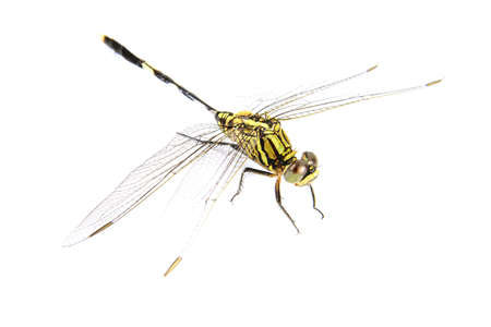 Ophiogomphus cecilia. Green Snaketail dragonfly on a white background.の写真素材