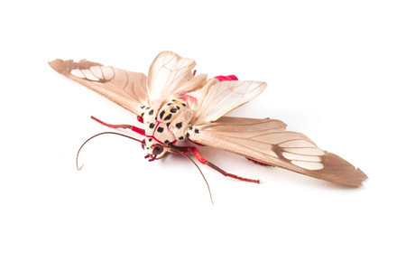 Butterfly of Silk moth isolated on a white background. Close up