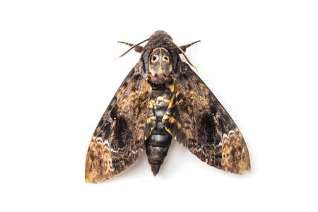 Butterfly of Silk moth isolated on a white background. Close upの写真素材