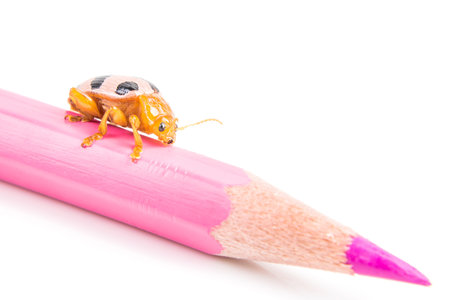 ladybug sitting on a pink pastel isolated on white background.