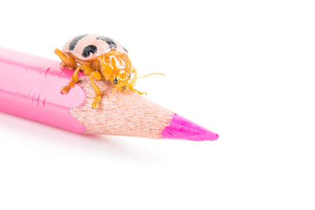 ladybug sitting on a pink pastel isolated on white background.の写真素材