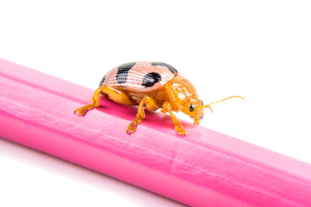ladybug sitting on a pink pastel isolated on white background.の写真素材
