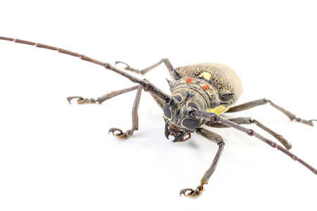 Mango tree borer (Batocera rufomaculata) isolated on a white background