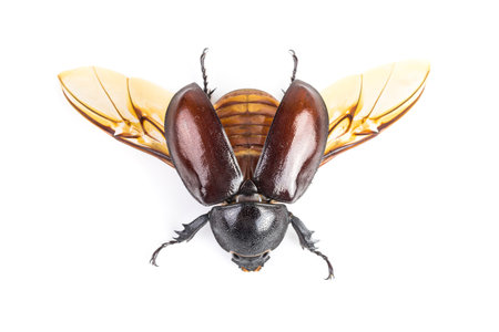 Rhinoceros beetle, Rhino beetle, Hercules beetle, Unicorn beetle, Horn beetle isolated