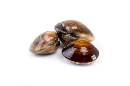 fresh clams on white backgroundの写真素材