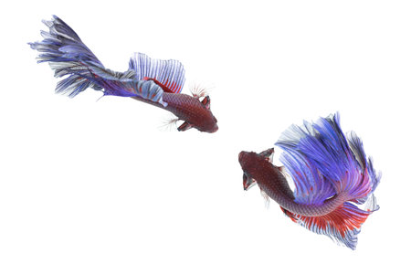 Betta Fish closeup.