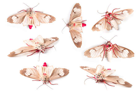 Butterfly of Silk moth isolated on a white background. Close upの写真素材