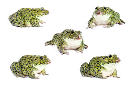 Frog isolated on white background.の写真素材