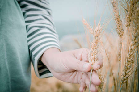 Happy family: a young beautiful pregnant woman walking in the wheat orange barley field on a sunny summer day.の写真素材