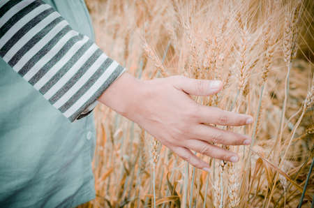 Happy family: a young beautiful pregnant woman walking in the wheat orange barley field on a sunny summer day.の写真素材