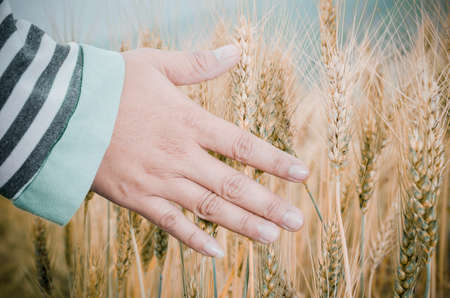 Happy family: a young beautiful pregnant woman walking in the wheat orange barley field on a sunny summer day.の写真素材