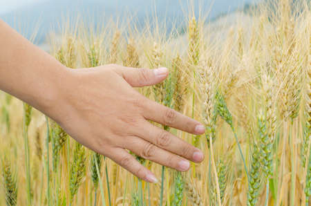 Wheat ears in the hand. Harvest conceptの写真素材