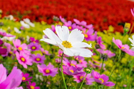 macro view of colorful beautiful bloom flower Cosmos bipinnatusの写真素材